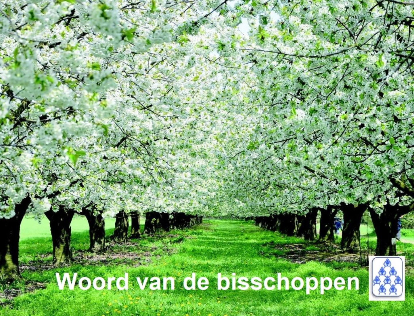 Woord van de bisschoppen boomgaard bloesem