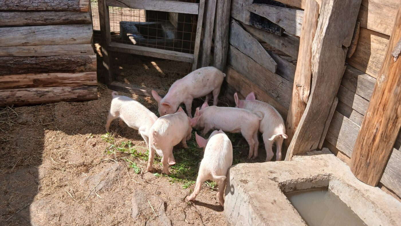 Biggetjes op de Homa Farm