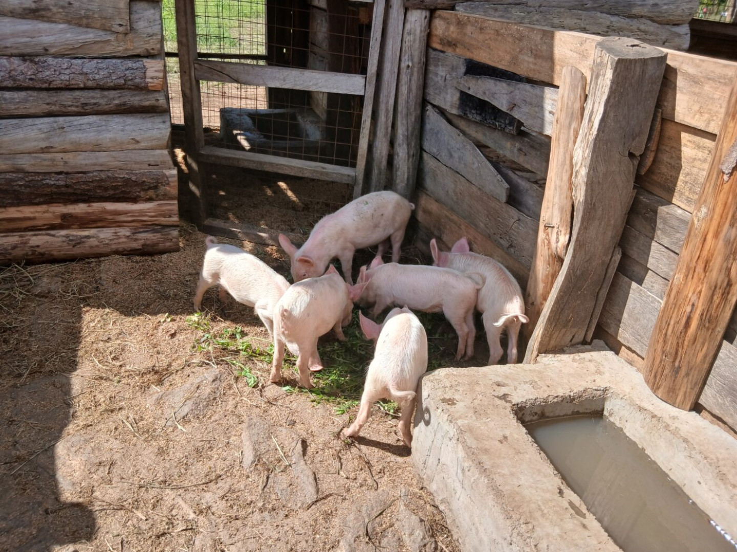 Biggetjes op de Homa Farm