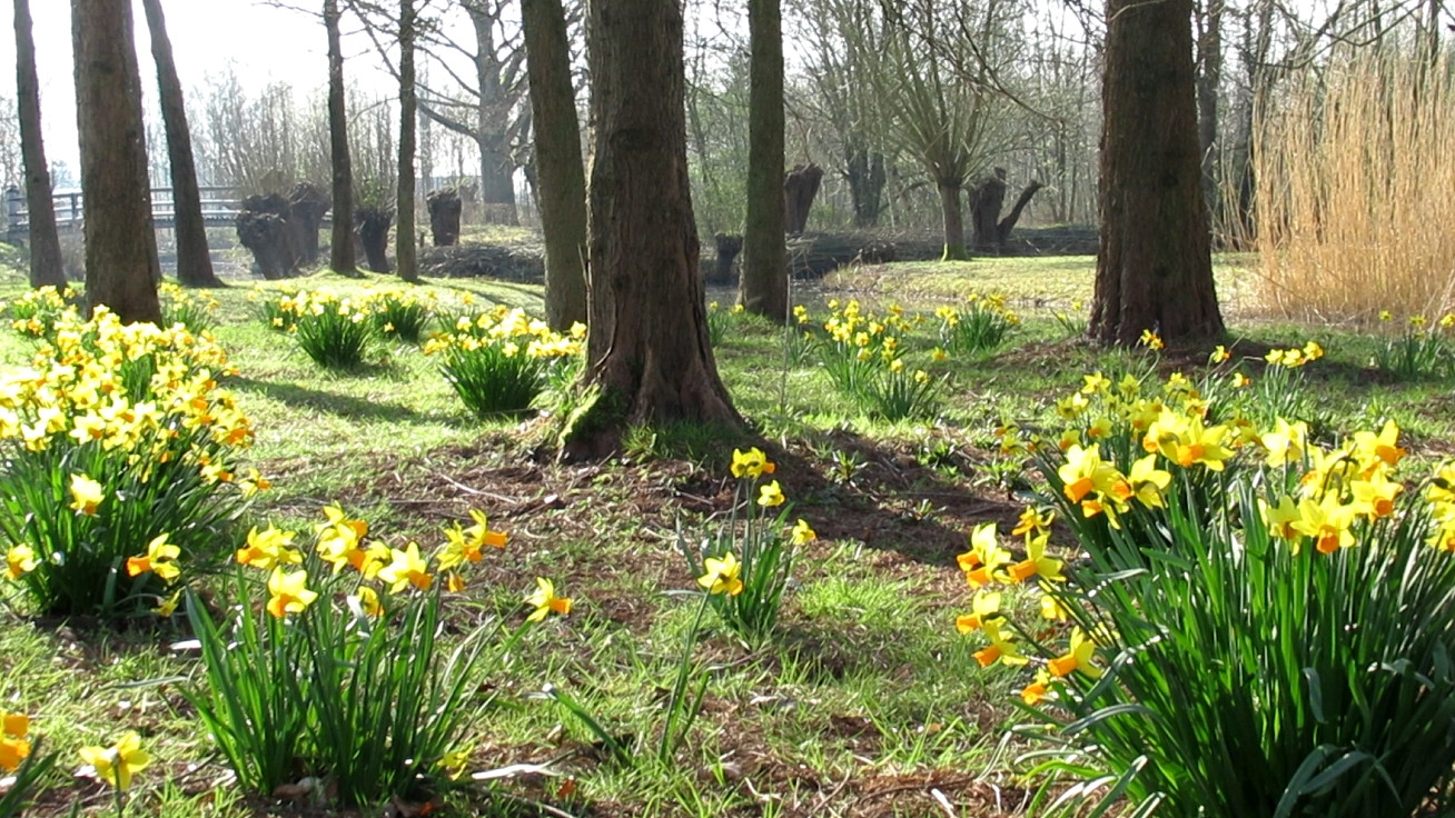 Maximapark-narcissen