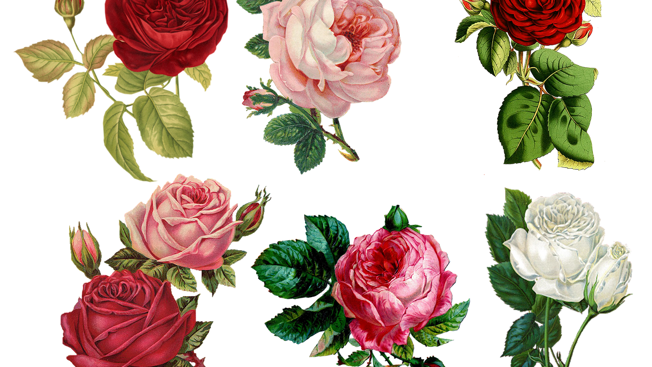 roses-g3b7f67f2b_1280