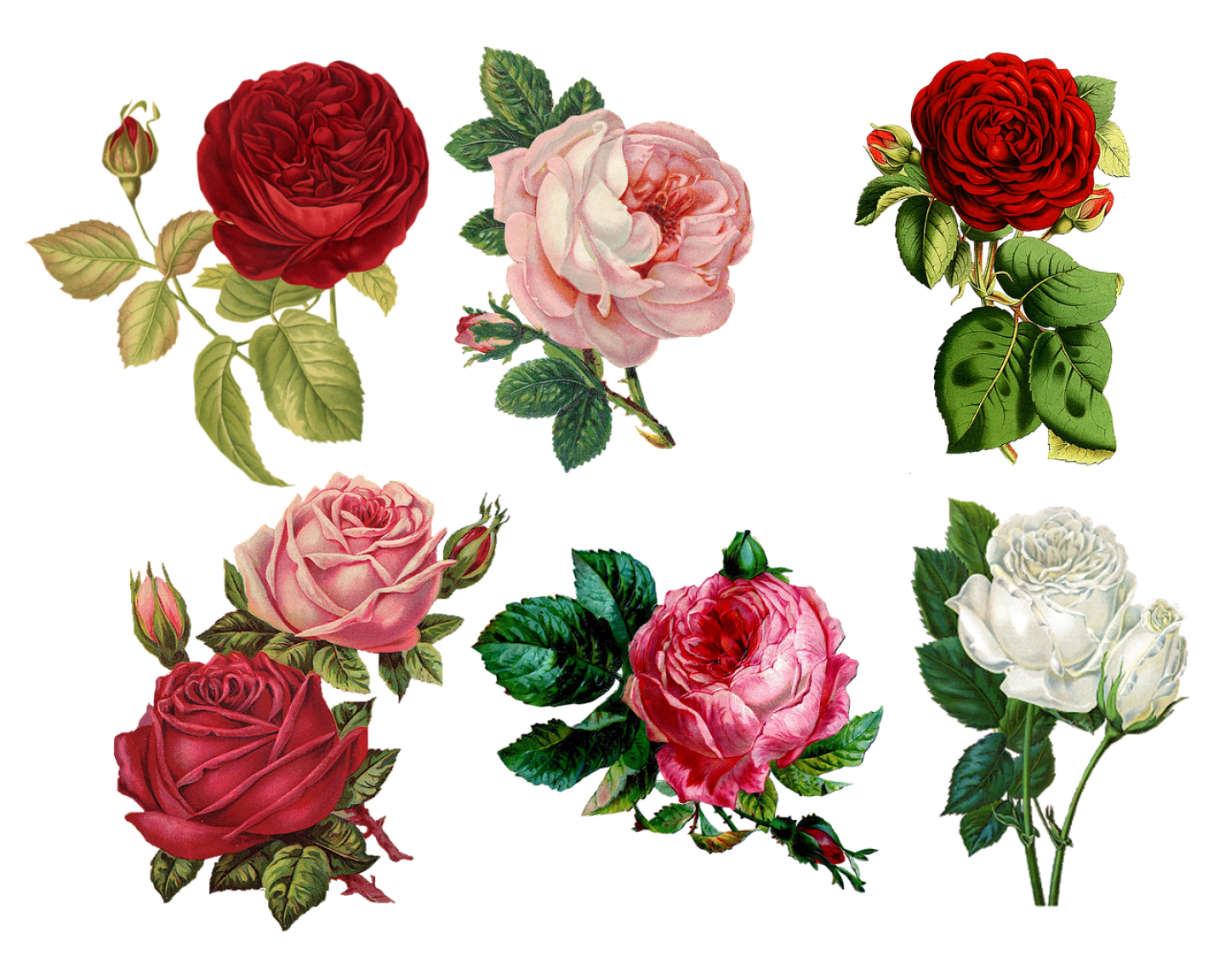 roses-g3b7f67f2b_1280