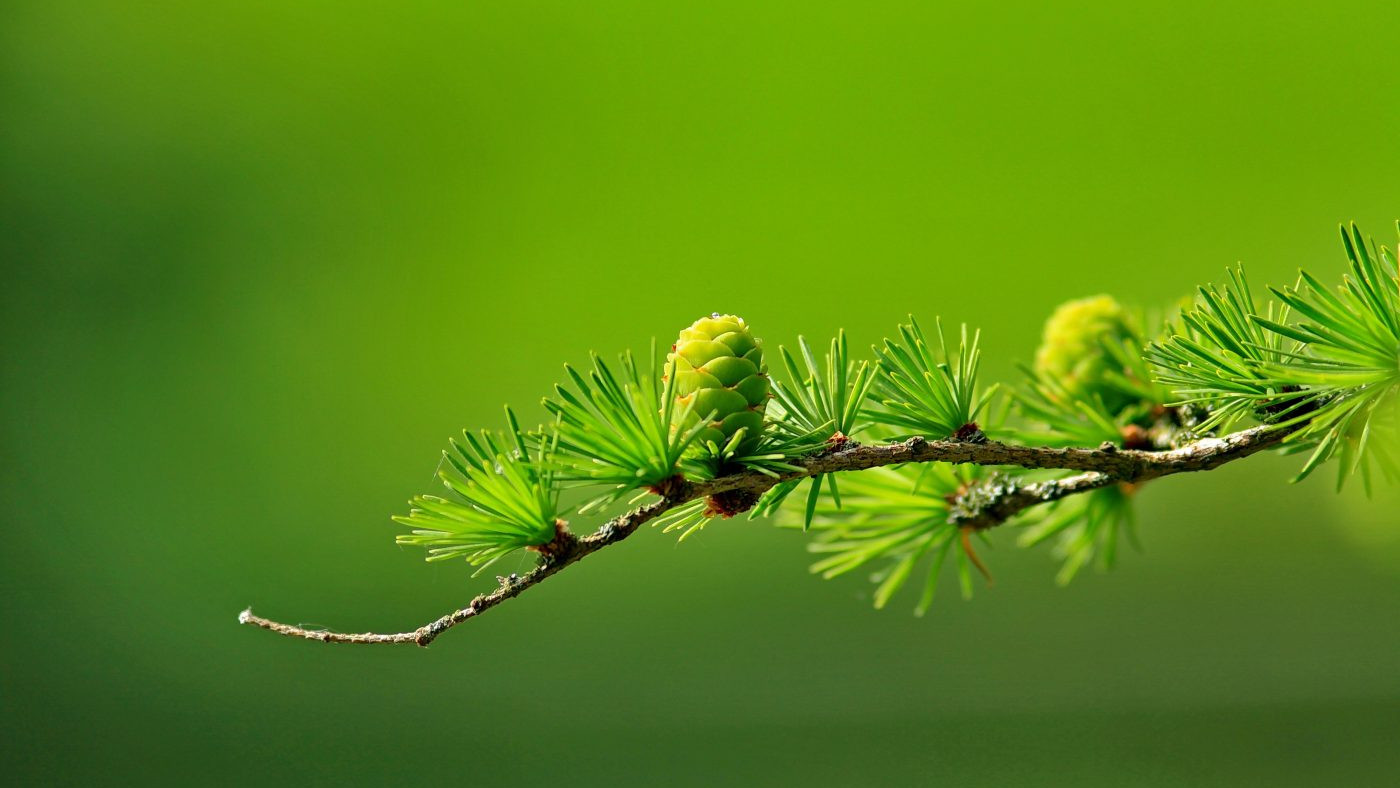 green-tree-plant-leaves-40896