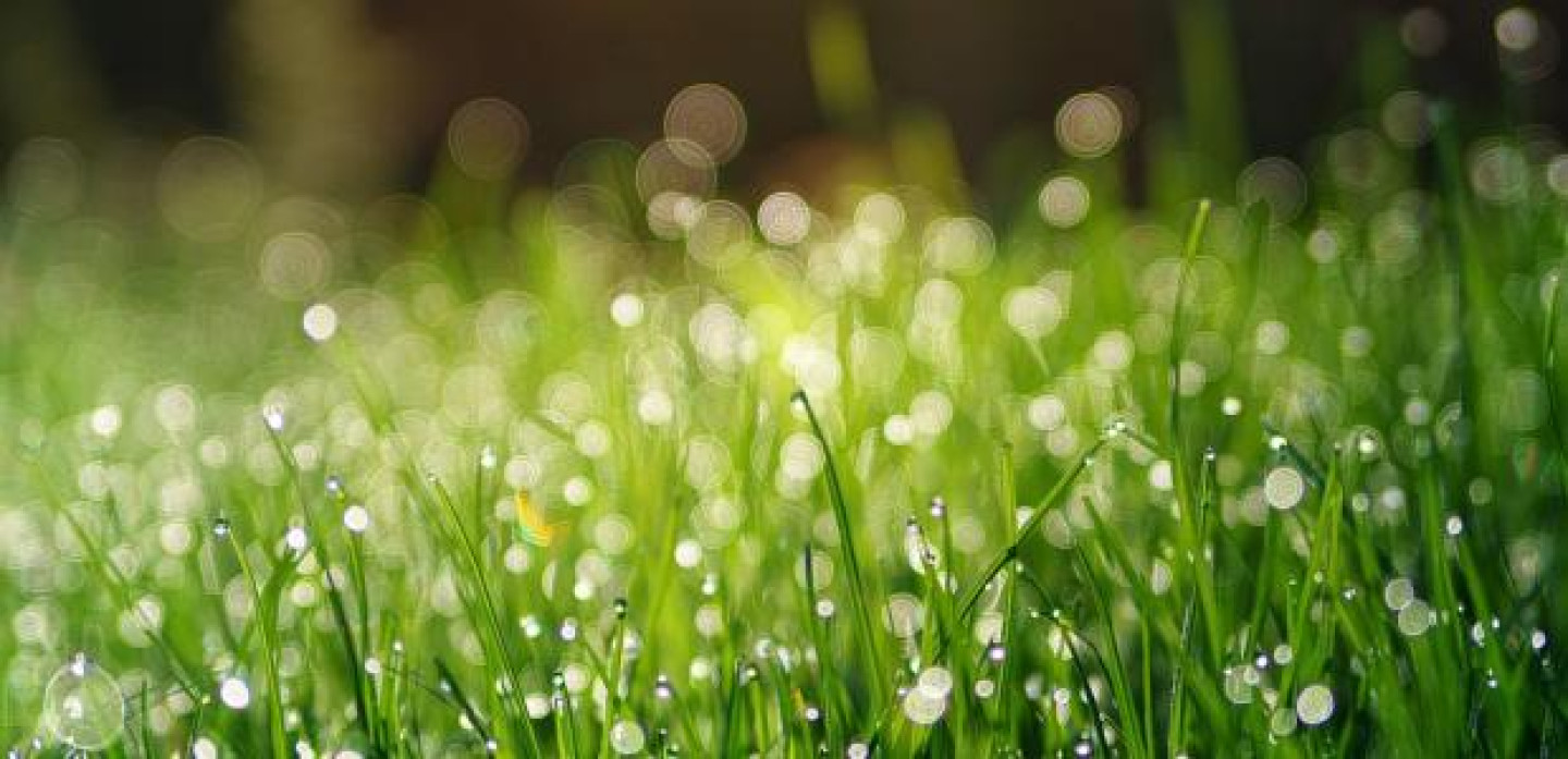 grass-3345960_960_720dauwtrappen
