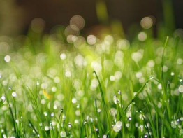 grass-3345960_960_720dauwtrappen