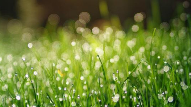 grass-3345960_960_720dauwtrappen
